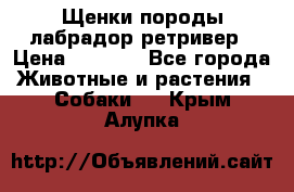 Щенки породы лабрадор ретривер › Цена ­ 8 000 - Все города Животные и растения » Собаки   . Крым,Алупка